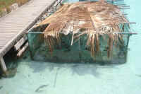 Becken mit Palmwedeln bedeckt