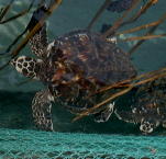 Turtles auf den Malediven